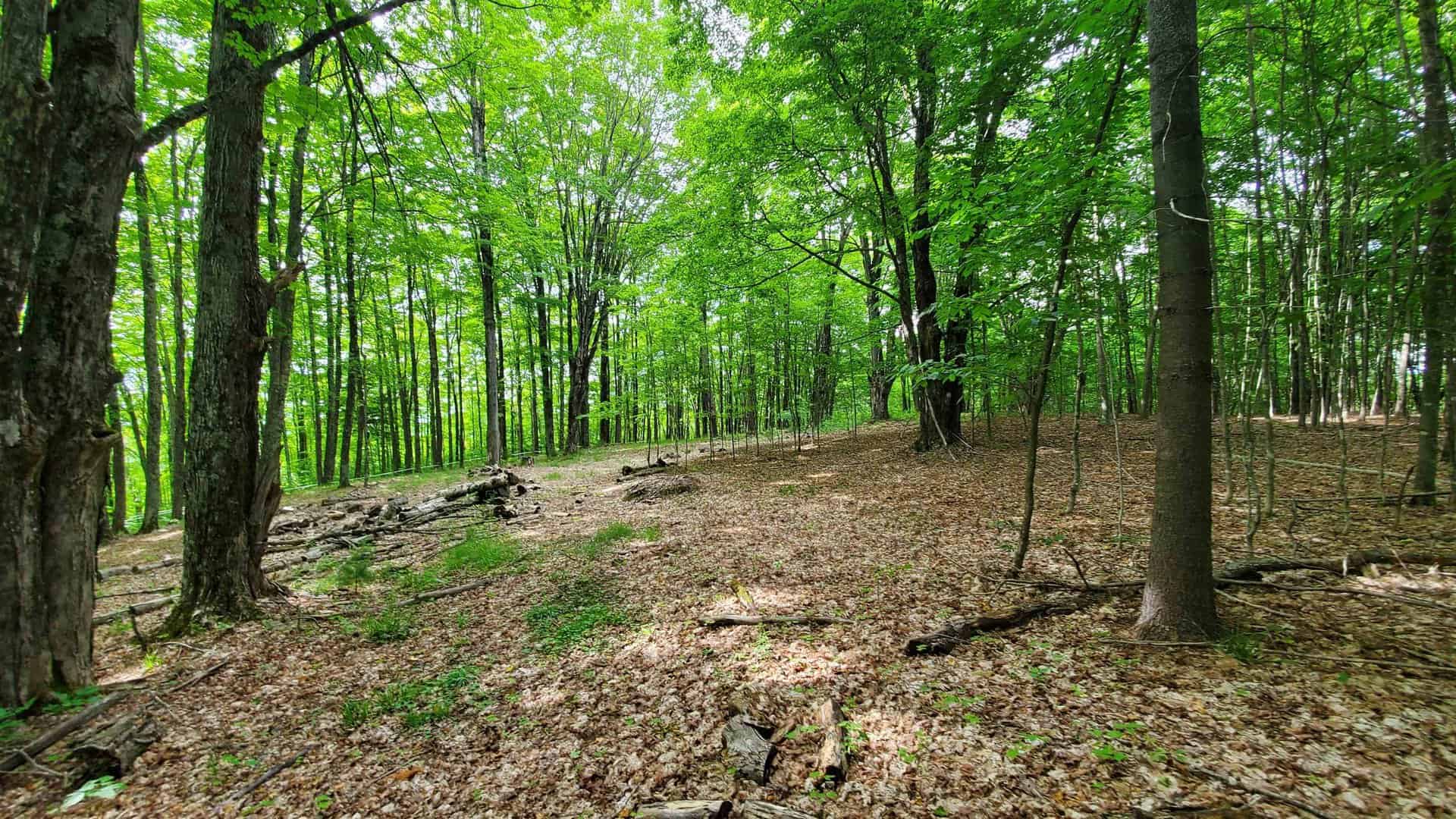 Strafford VT Land Real Estate for Sale