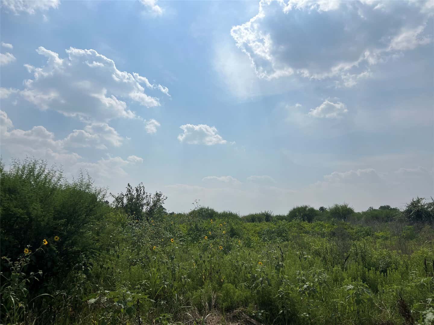 Homes for Sale in Alief in Houston TX