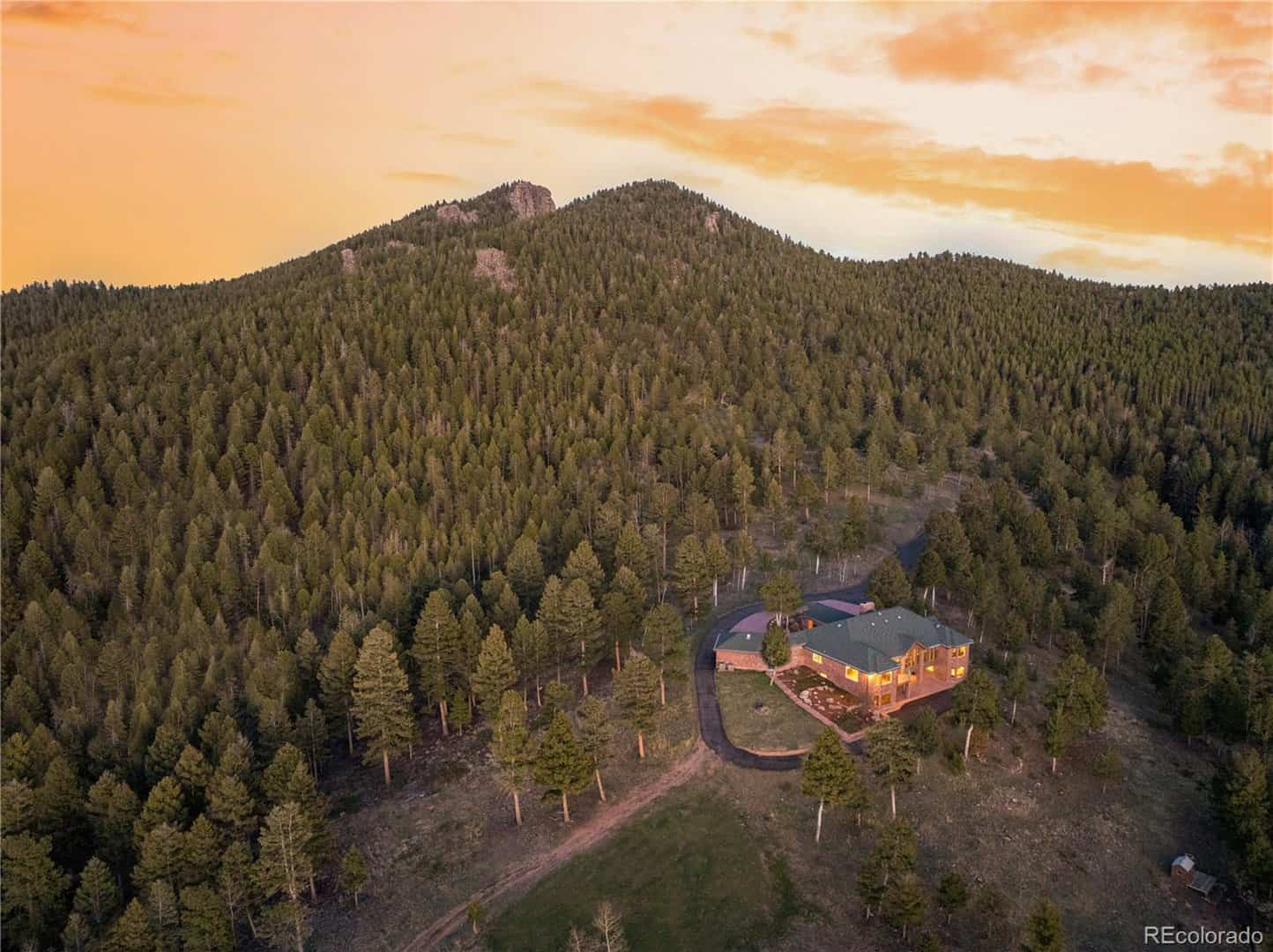 Conifer