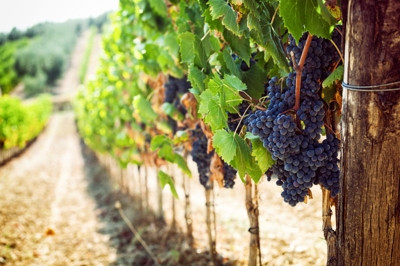 Vineyards & Wineries