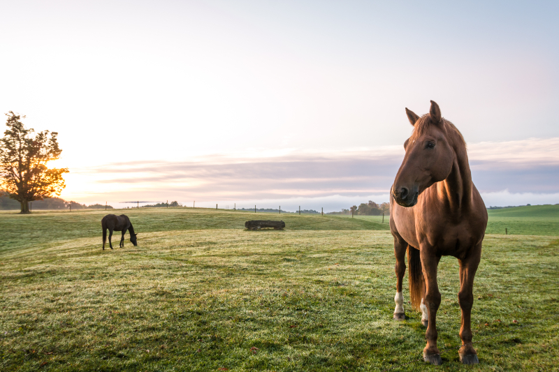 Horses