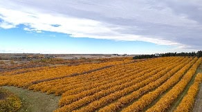 Orchards & Horticulture