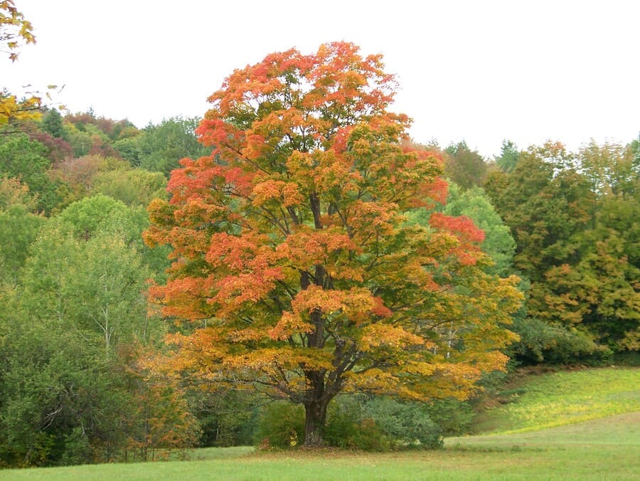 Windsor, VT