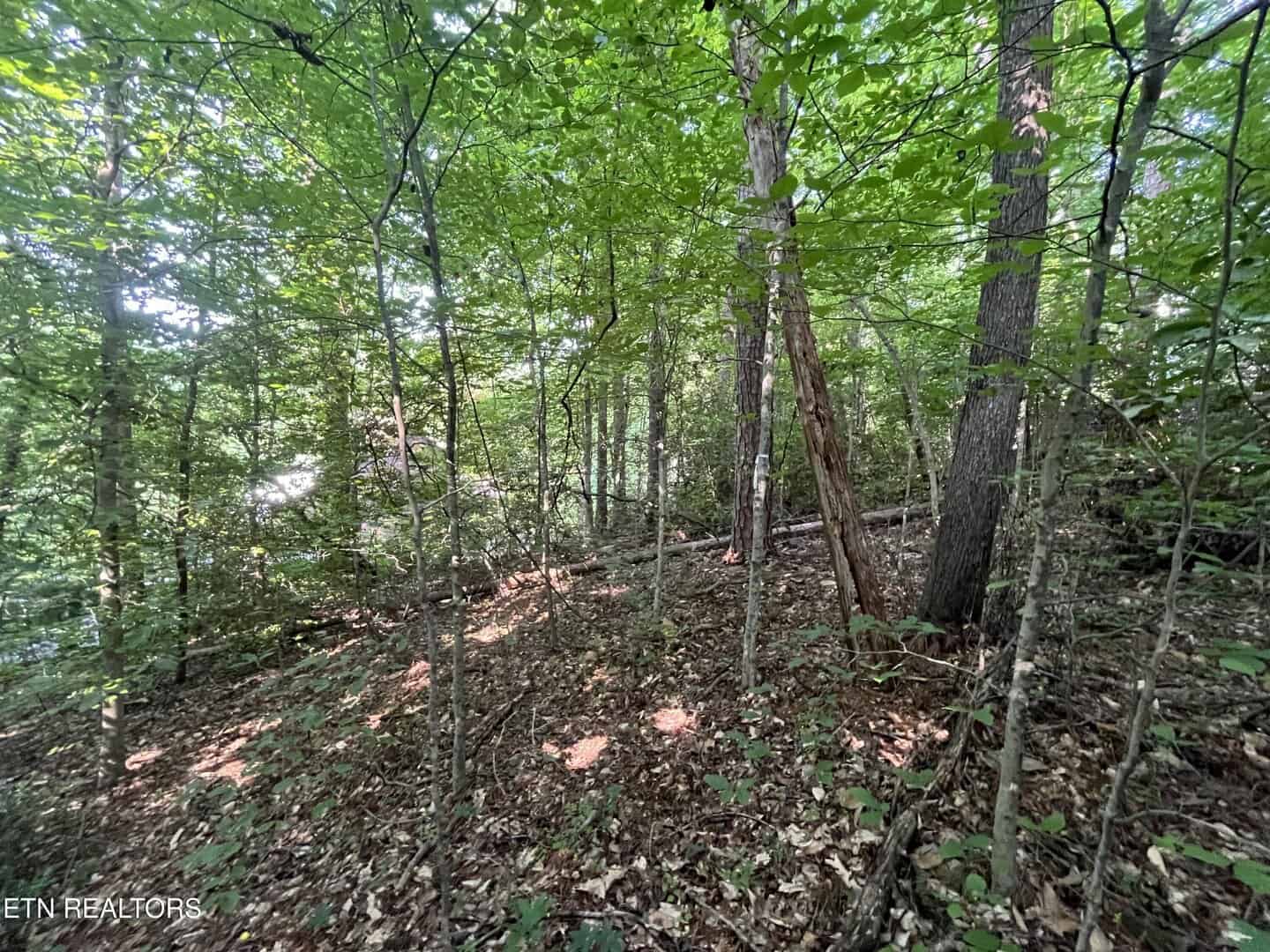 Listings for Lincoln Brandenburg