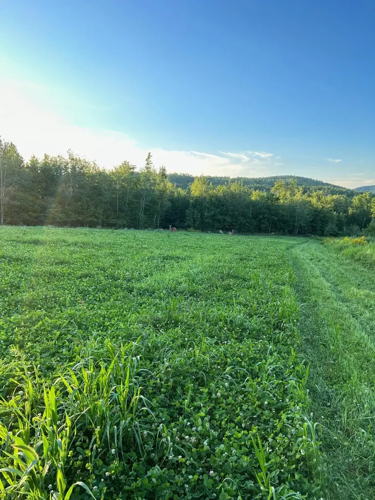 Webster, NH