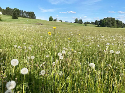 Farm Land