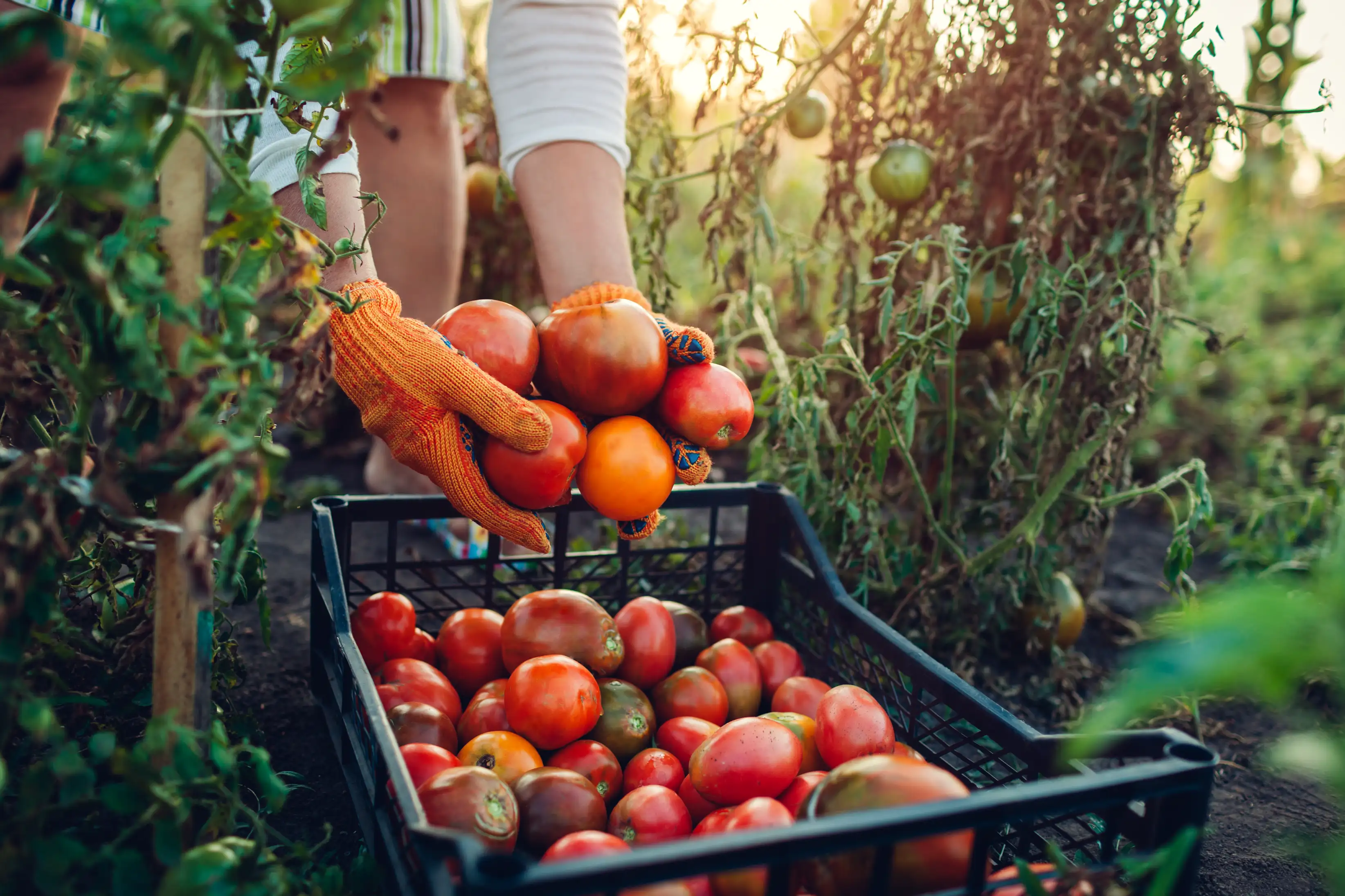Organic Farms