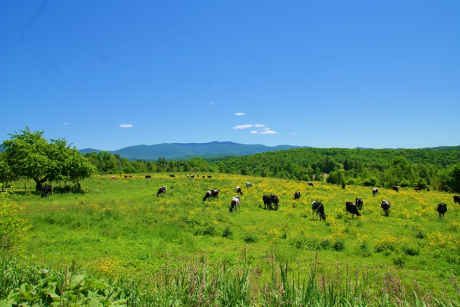 Lake Champlain Real Estate Coldwell Banker Islands Realty