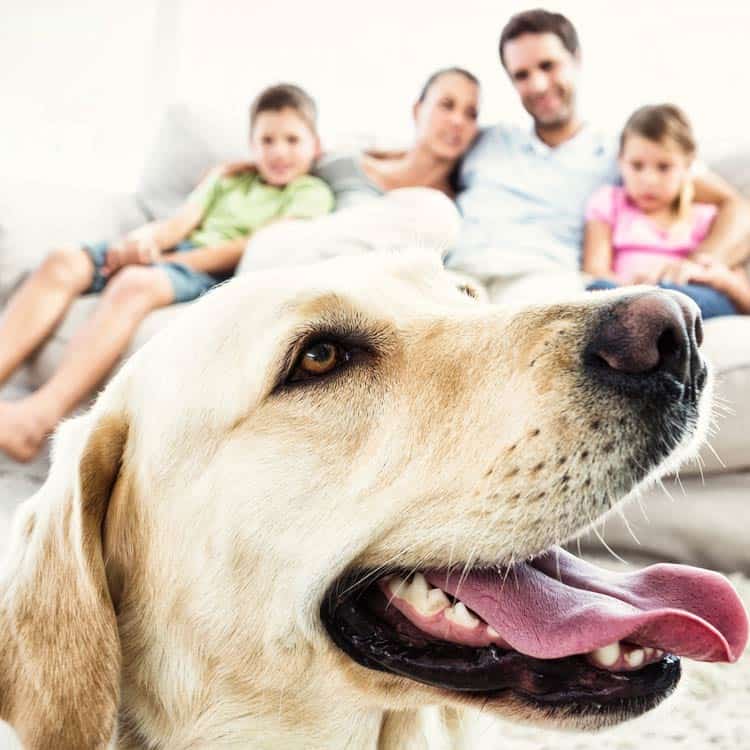 residential family and dog