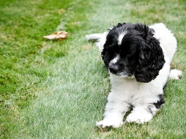 Charlie the Dog