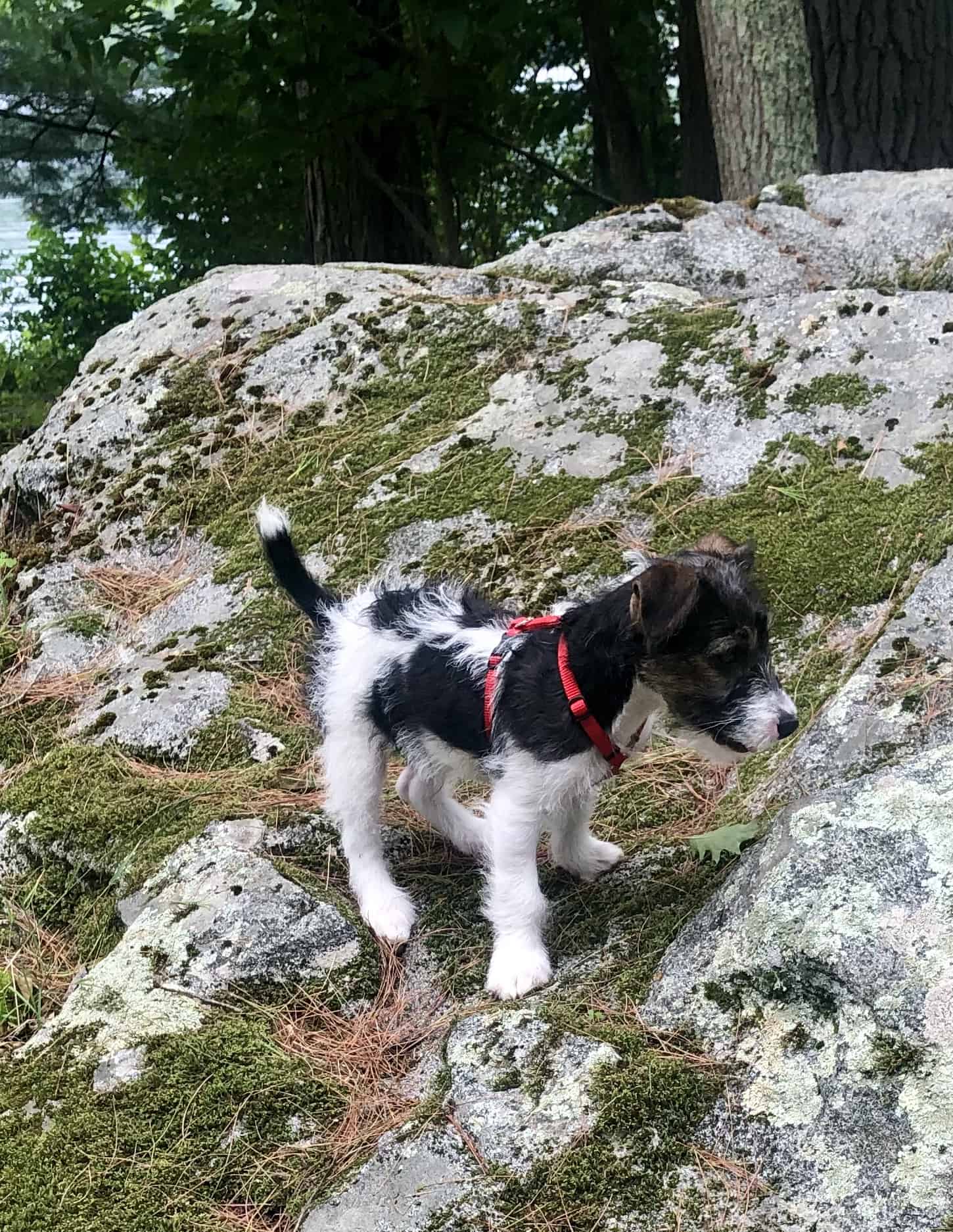 Archie - Ambassador